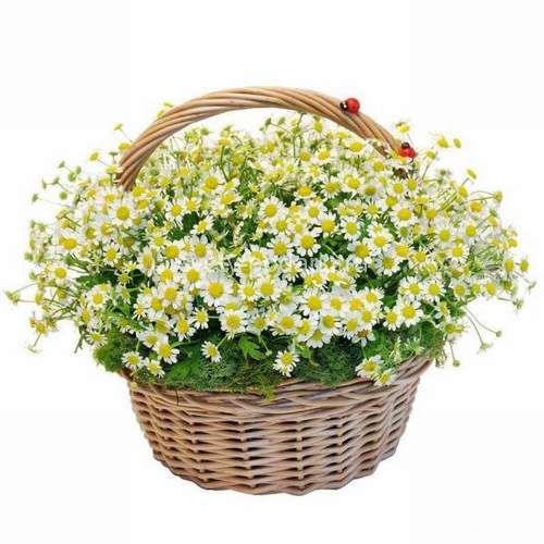 Корзина с ромашками  